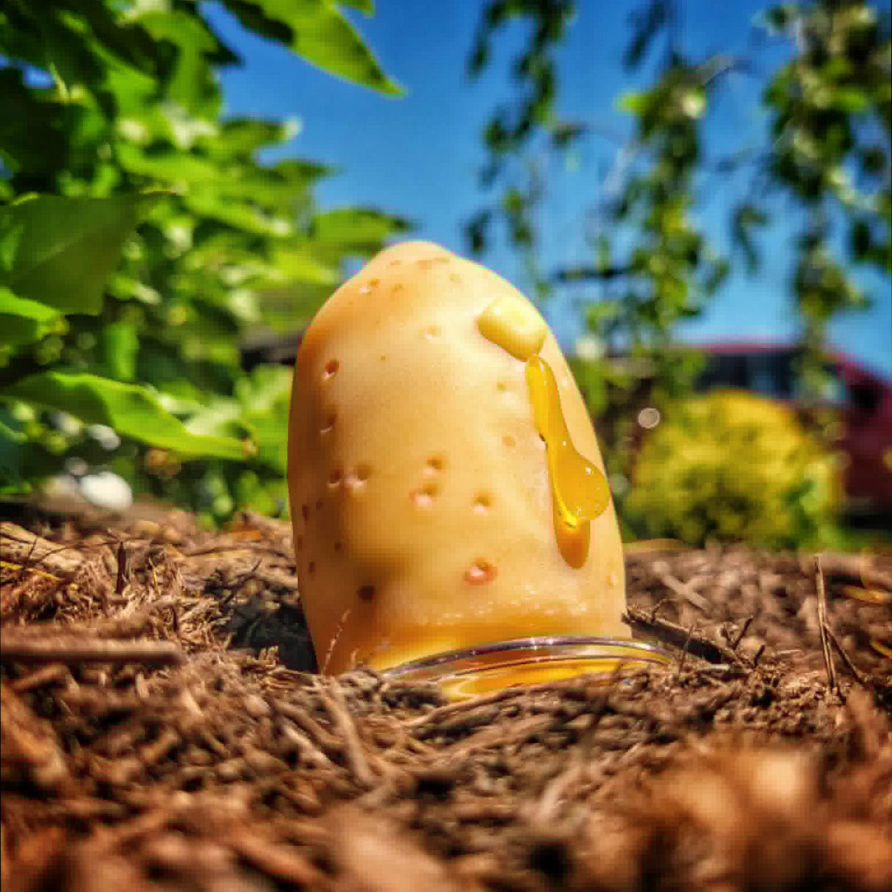 "#2 Butter Potato" Dr. Dabber Switch 2 Top By Alec Blows Glass