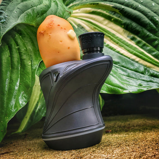 "Buttered Potato" Focus.V Top By Alec Blows Glass
