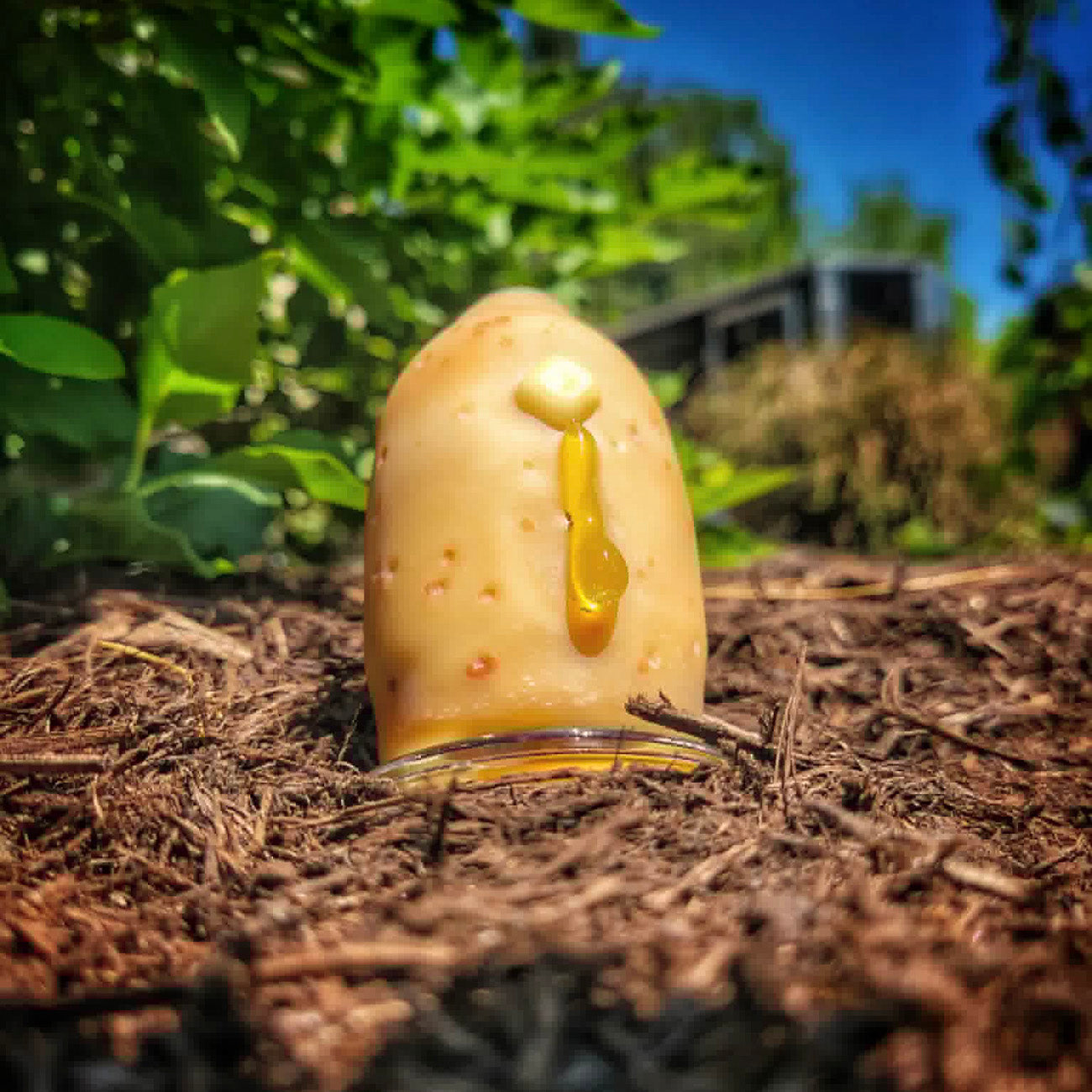 "#2 Butter Potato" Dr. Dabber Switch 2 Top By Alec Blows Glass